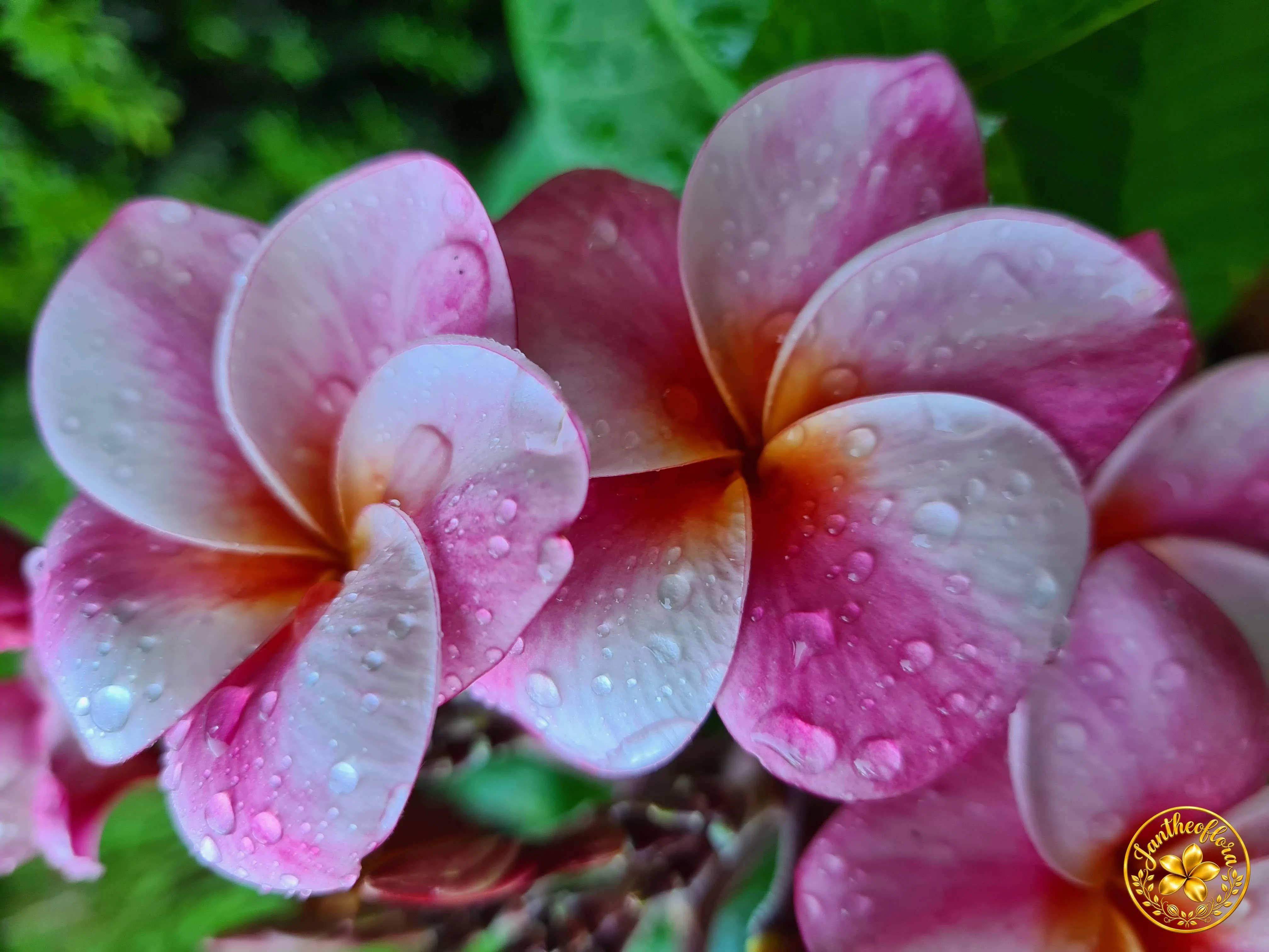 A Frangipani (Plumeria) virága