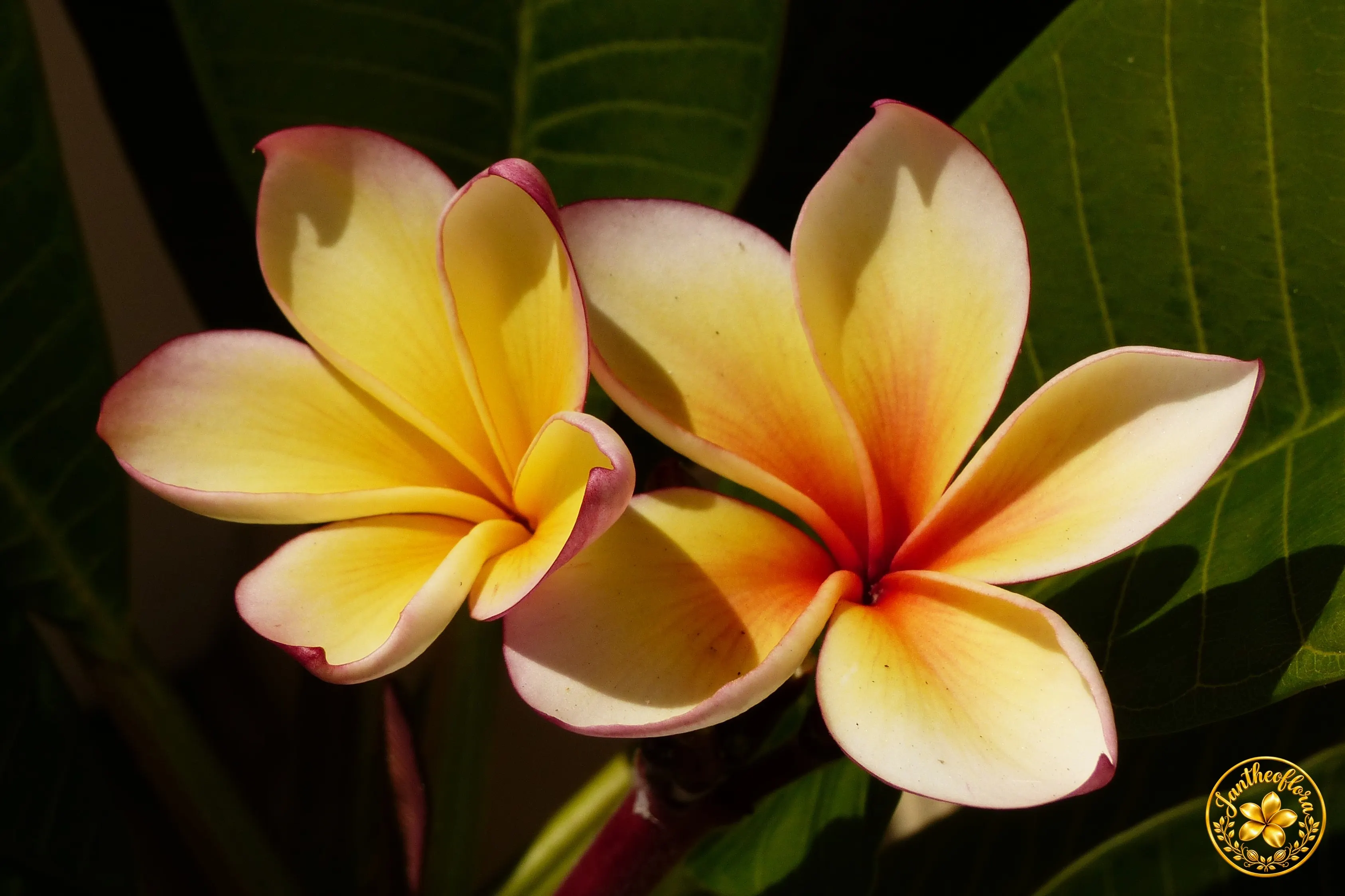 Sárga Frangipani